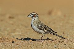 Lark Sparrow